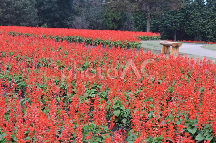 サルビアスプレンデスの畑 庭園,庭,植物の写真素材