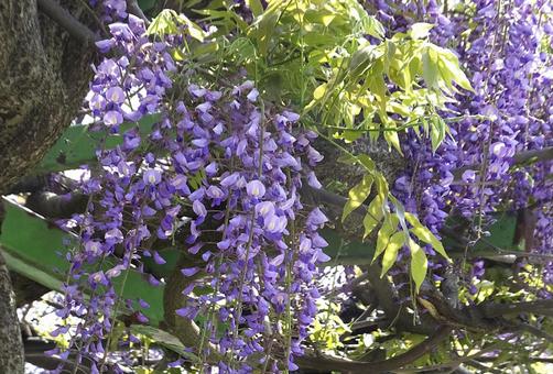 フジ [Japanese wisteria]-007の写真