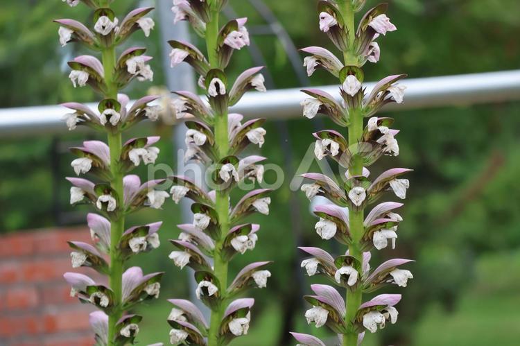 満開のアカンサスの花のアップ 満開,アカンサス,花の写真素材