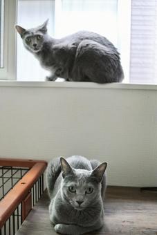 Photo, cat, russian blue, a pet, 