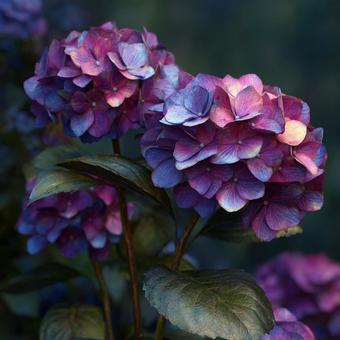 紫陽花 紫陽花の写真