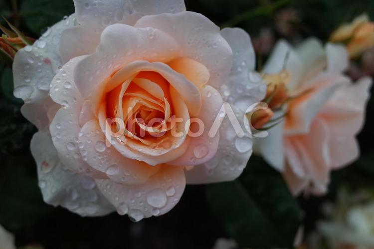 雨で濡れた薔薇 薔薇,ローズガーデン,ガーデニングの写真素材