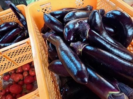 Summer vegetable harvesting, JPG