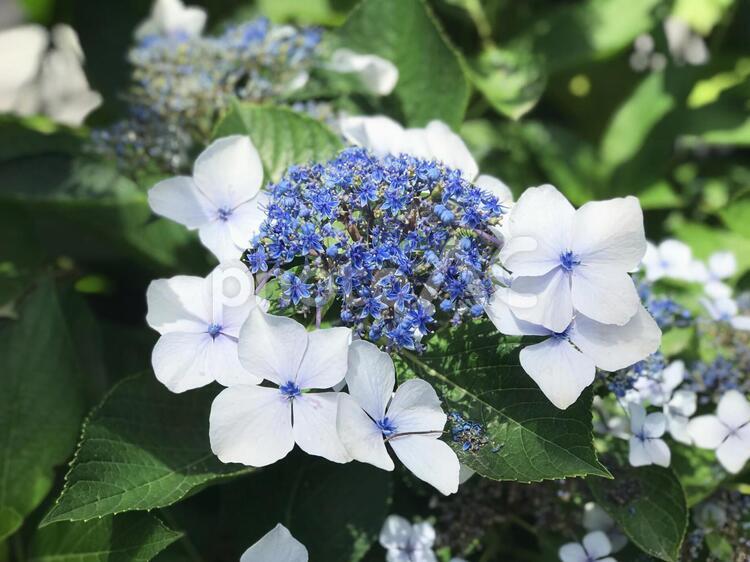 ガクアジサイ ガクアジサイ,額紫陽花,紫陽花の写真素材
