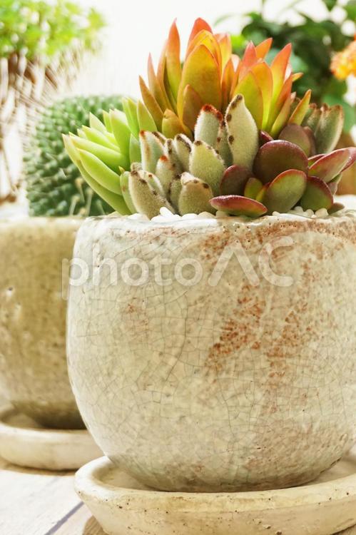 多肉植物　寄せ植え 多肉,寄せ植え,植物の写真素材