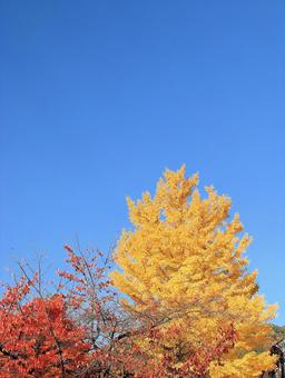 11月の河口湖畔黄金色のイチョウの木 紅葉,黄葉,銀杏の写真素材