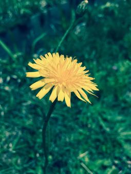 たんぽぽの写真