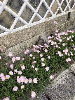 Photo, flower, hill zakinikishi, tsukimisou, 