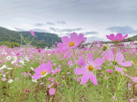 秋桜 秋桜の写真