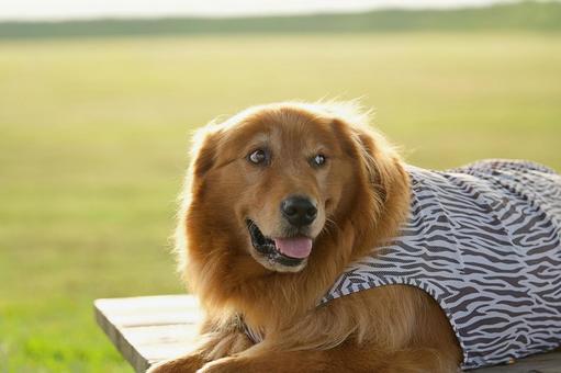 ゴールデンレトリバー ゴールデンレトリバー 犬,ゴールデン,ゴールデンレトリバーの写真素材
