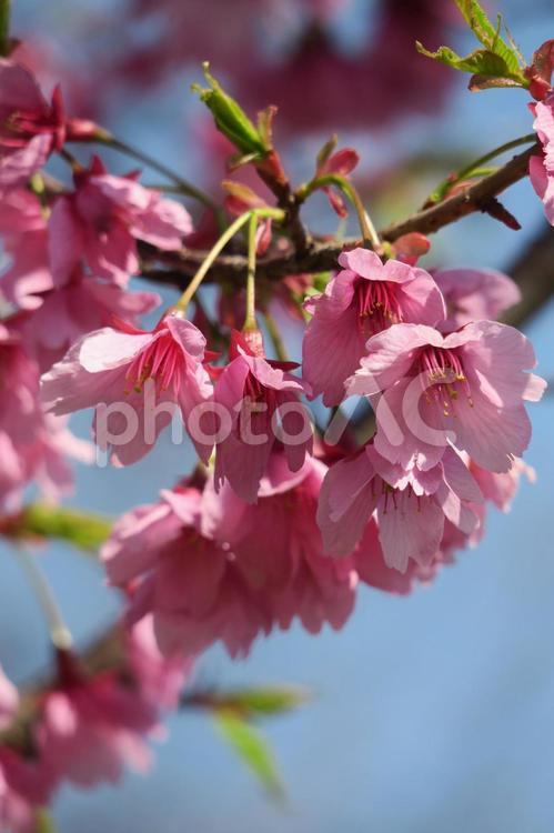 寒緋桜 寒緋桜,緋寒桜,桜の写真素材