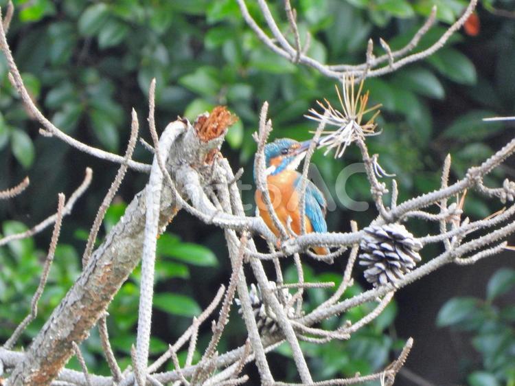 松の老木にとまるカワセミ2 カワセミ,鳥,鳥類の写真素材