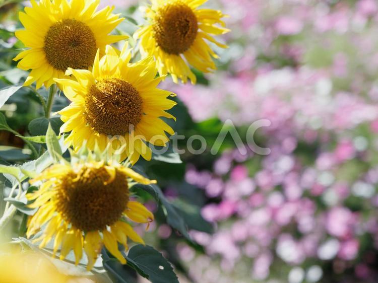 コスモス畑のひまわり ひまわり,ヒマワリ,向日葵の写真素材