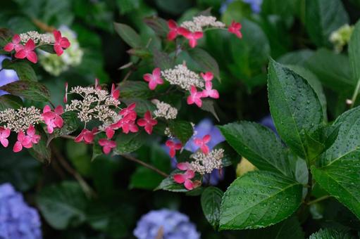 紫陽花の写真