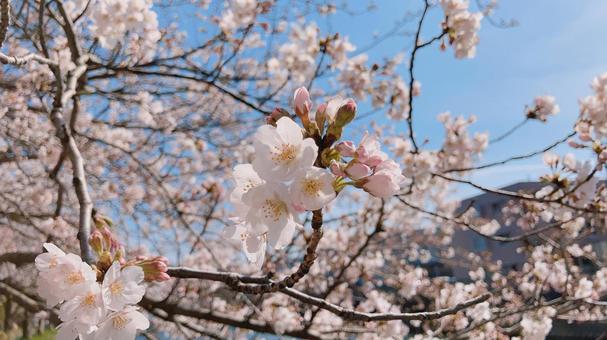 桜 桜の写真