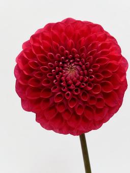 赤色のダリアの花 赤色のダリアの花 花,ダリア,植物の写真素材