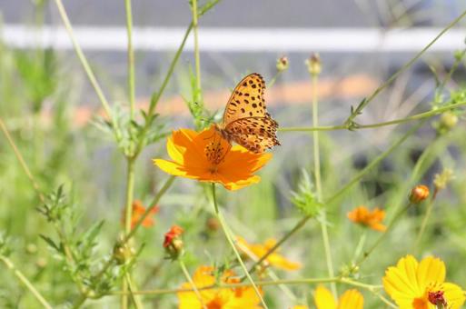 花の蜜を吸う蝶々 花の蜜を吸う蝶々の写真