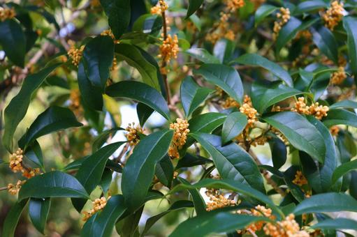 キンモクセイ　蕾 キンモクセイ,金木犀,木の写真素材