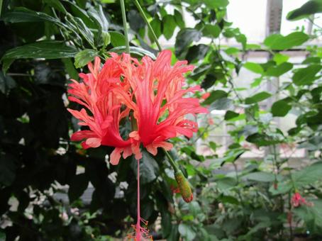 ふうりんぶっそうげ ふうりんぶっそうげ 風鈴,仏桑華,フウリンブッソウの写真素材