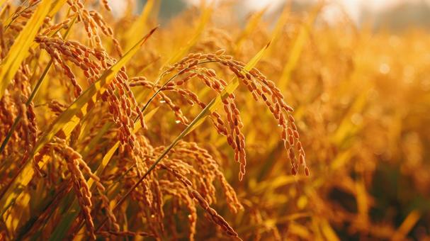 実る稲穂 実る稲穂の写真