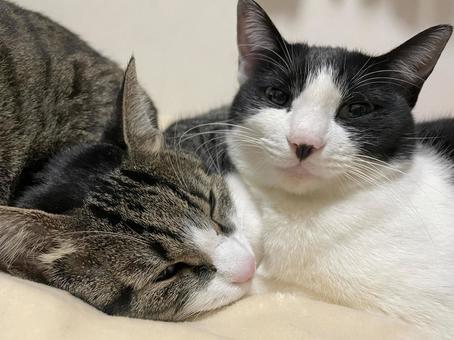 Friendly sister cats, JPG