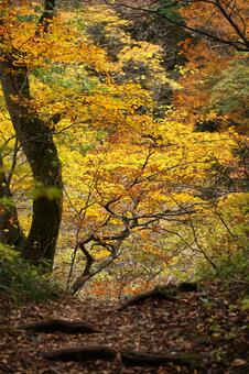 大山の登山道の黄色い紅葉1　紅葉素材 もみじ,紅葉,葉の写真素材