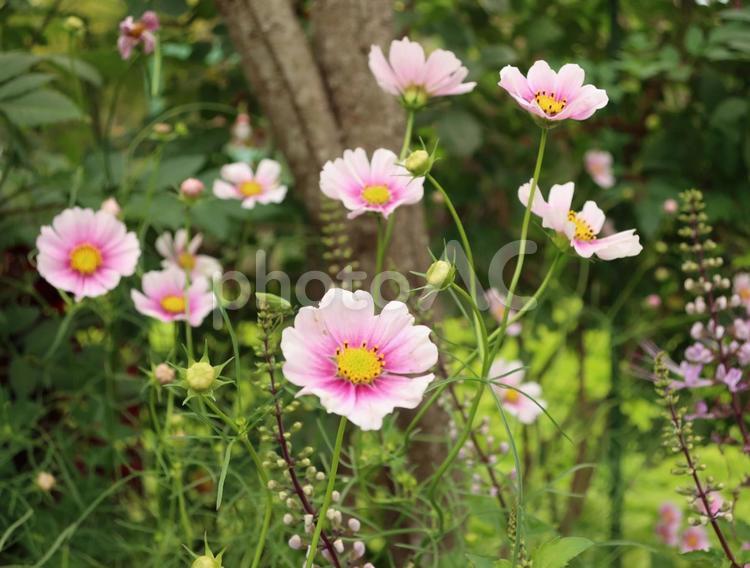 花の庭の優しいコスモス コスモス,ピンク色,優しいの写真素材