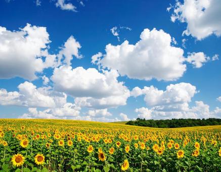 青空・夏雲・ひまわり畑の写真