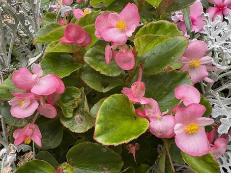 ベゴニア シュウカイドウ ベゴニア シュウカイドウ 花,自然,植物の写真素材