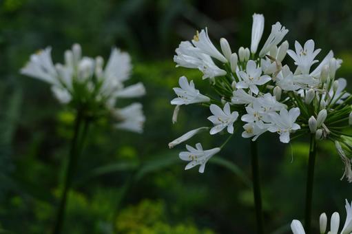Photo, agapanthus, purple clam, murasaki kunsiran, 