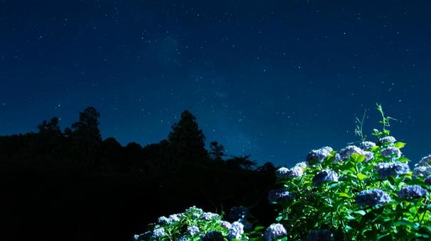 星降る夜に咲くあじさい 星降る夜に咲くあじさいの写真