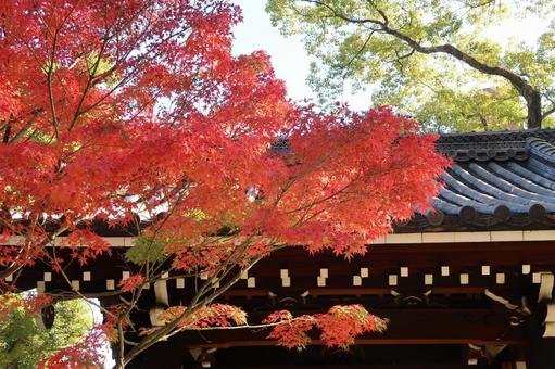 藤田邸跡公園 紅葉 モミジ 秋 晩秋 藤田邸跡公園 紅葉 モミジ 秋 晩秋 藤田邸跡公園,紅葉,モミジの写真素材