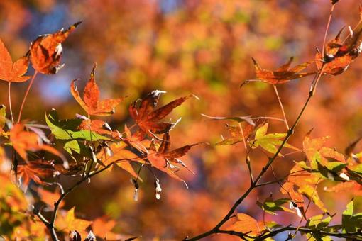 秋模様 秋模様 秋模様,紅葉,季節の写真素材