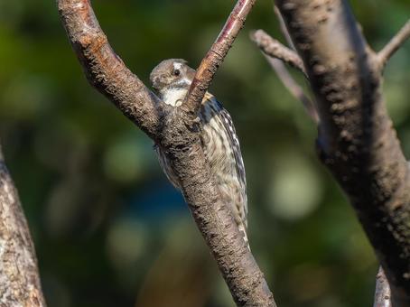 枝にとまるコゲラ 枝にとまるコゲラ コゲラ,キツツキ,野鳥の写真素材