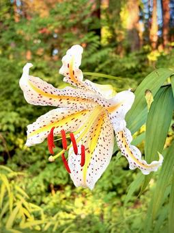 Lilies of the valley illuminated by the setting sun 04, yamayuri, mountain lily, flower, JPG