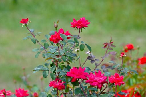 バラ園に咲く美しい秋バラ バラ園に咲く美しい秋バラ 薔薇の花,バラ,花の写真素材