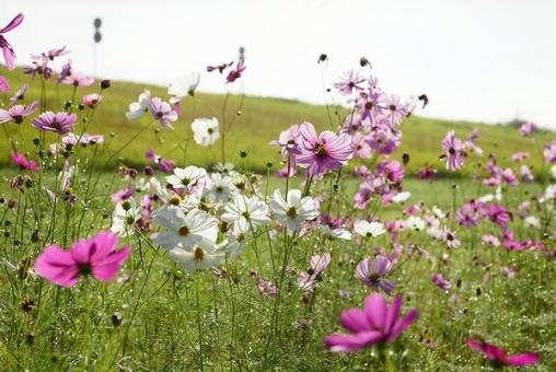 コスモスの咲く風景 コスモス,秋,晴天の写真素材
