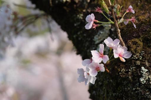 桜の写真