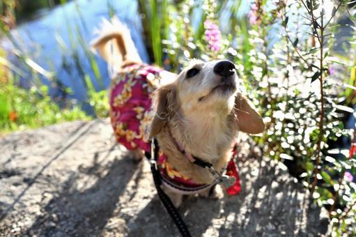 池のほとりでこちらを見つめる犬 池のほとりでこちらを見つめる犬の写真