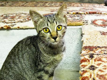 サバトラのノラ猫 サバトラのノラ猫 ノラ猫,サバトラ猫,ねこの写真素材