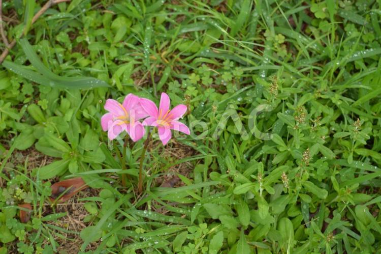 花　雨上がりのピンクのゼフィランサス 雨上がり,花,ゼフィランサスの写真素材