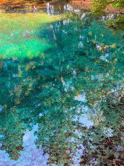 山口県美祢市 別府弁天池 山口県美祢市 別府弁天池の写真