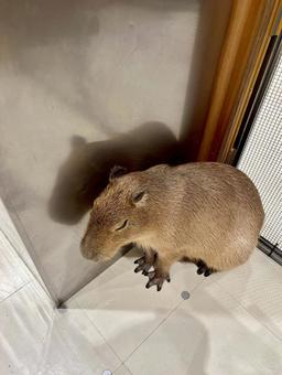 カピバラの写真
