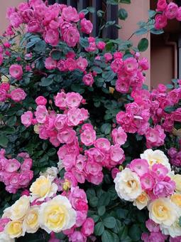Shocking pink and cream roses, JPG Shocking pink and cream roses, JPG