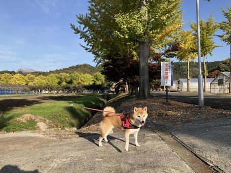 イチョウの木と柴犬 柴犬,愛犬,日本犬の写真素材