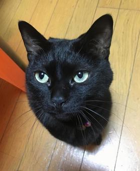 おねだり黒猫 おねだり黒猫の写真