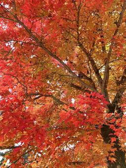 紅葉 もみじ,秋,風景の写真素材