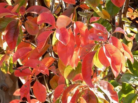 【風景写真】晩秋の風景 紅葉,葉っぱ,晩秋の写真素材