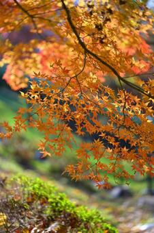 紅葉 紅葉,秋,葉の写真素材