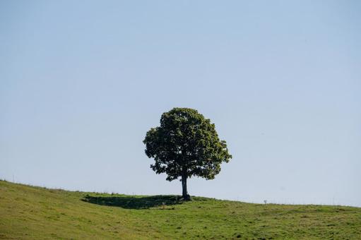 緑の丘に立つ一本の大樹 丘,一本の木,木の写真素材